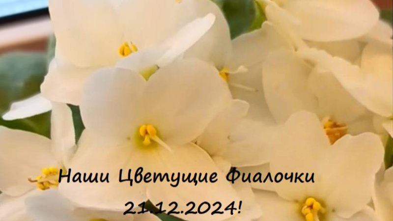 Наши Цветущие Фиалочки 21.12.2024!