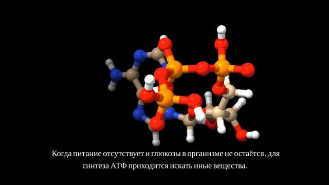 Лечебное голодание