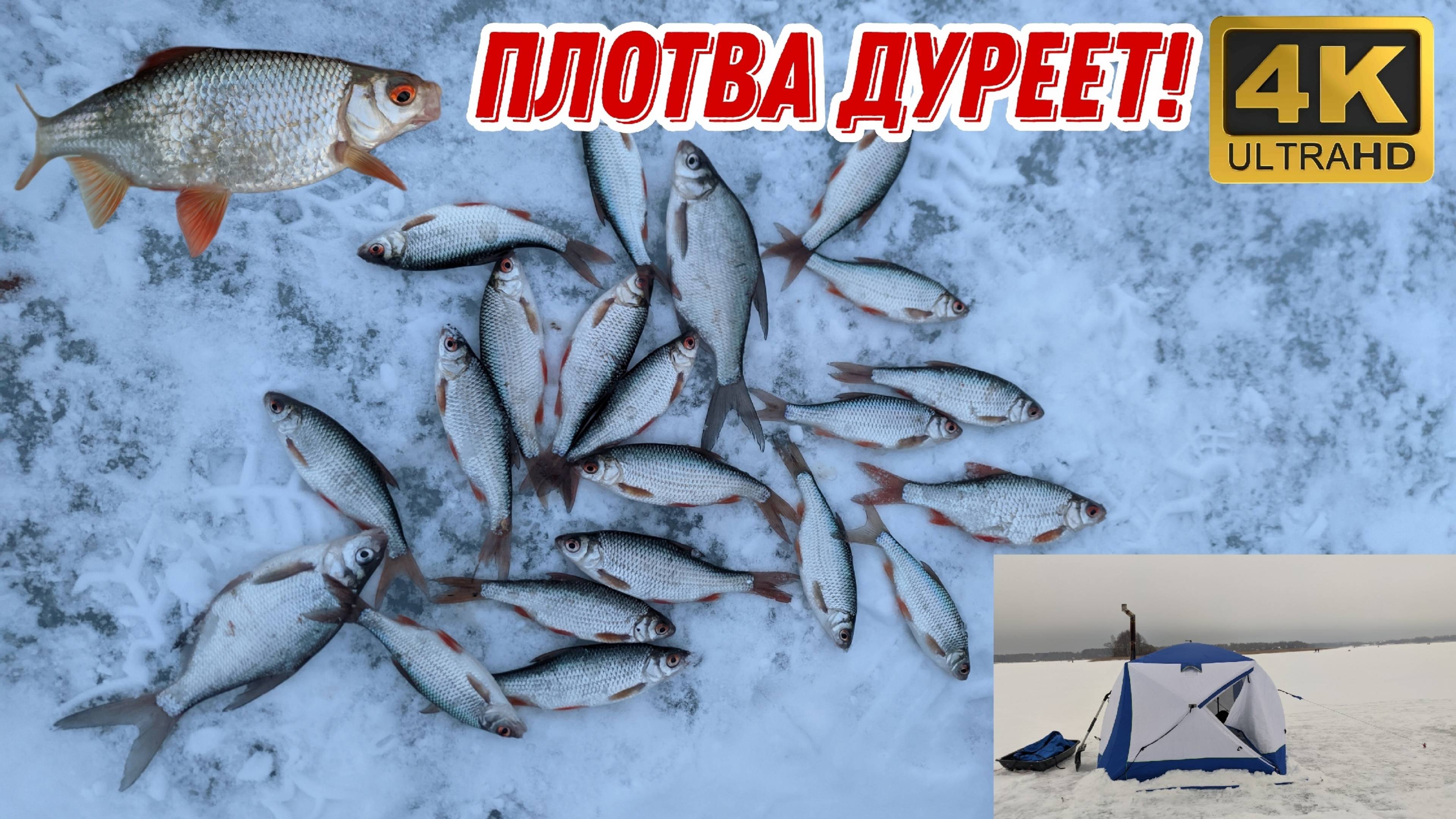 В новом месте ПЛОТВА ДУРЕЕТ! Рыбалка на Истринском водохранилище. Сезон 2025