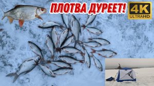 В новом месте ПЛОТВА ДУРЕЕТ! Рыбалка на Истринском водохранилище. Сезон 2025