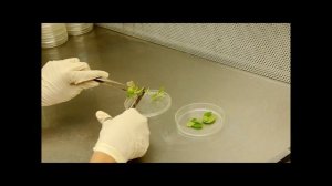 Павловния.метод размножения In Vitro.Pavlovnia