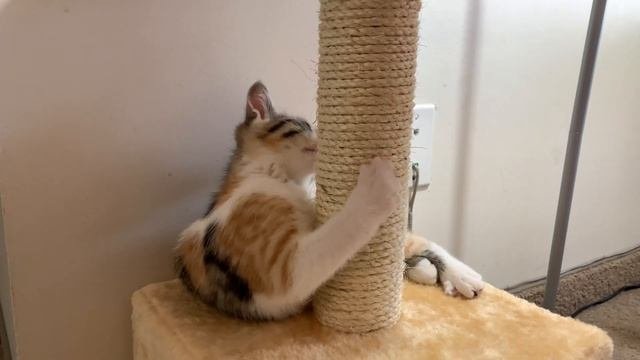 Кошка Элька. Новый домик для котенка. Смешная кошечка. #детскоевидео #кошкаэлька #смешныекотики