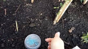 Отличный результат формирования перца уже через неделю!