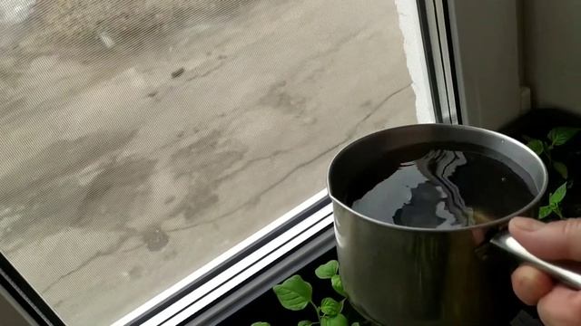 Первая подкормка рассады. смотреть онлайн