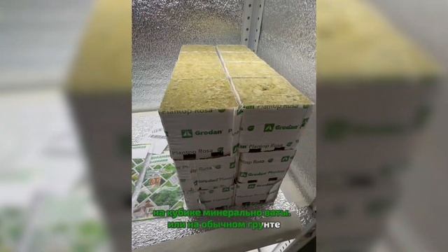 Автоматика для гидропоники. Выращивание горной сосны на гидропонике