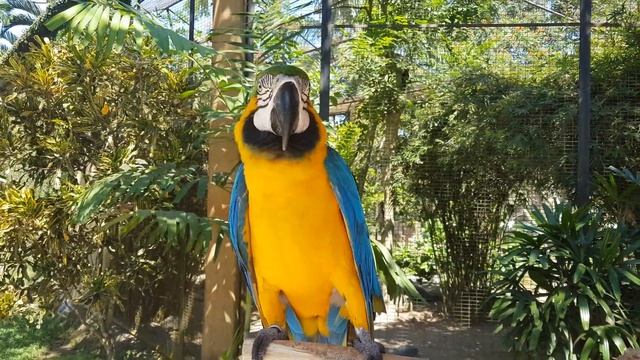 Bali Bird Park/ Bali. Indonesia. 2019. / Бали. Парк птиц. Индонезия.
