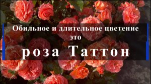 Обильное и длительное цветение - это роза Таттон