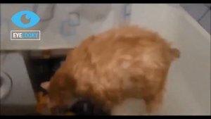 Funny Cats Compilation Коты смешные приколы 2016 №23