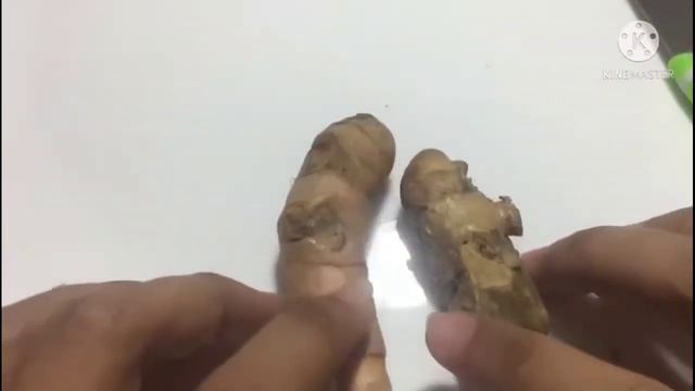 yang Mau Nikah Wajib Tau Cara Membedakan Rimpang Temulawak dan Kunyit смотреть онлайн