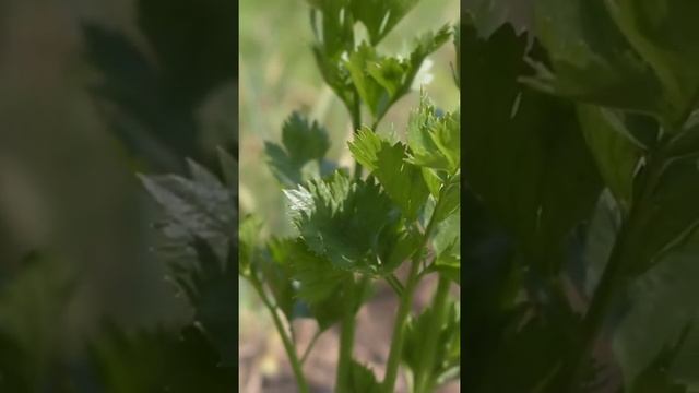 Fresh Parsley Leaves #Shorts смотреть онлайн