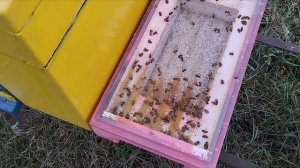 результат изоляции маток