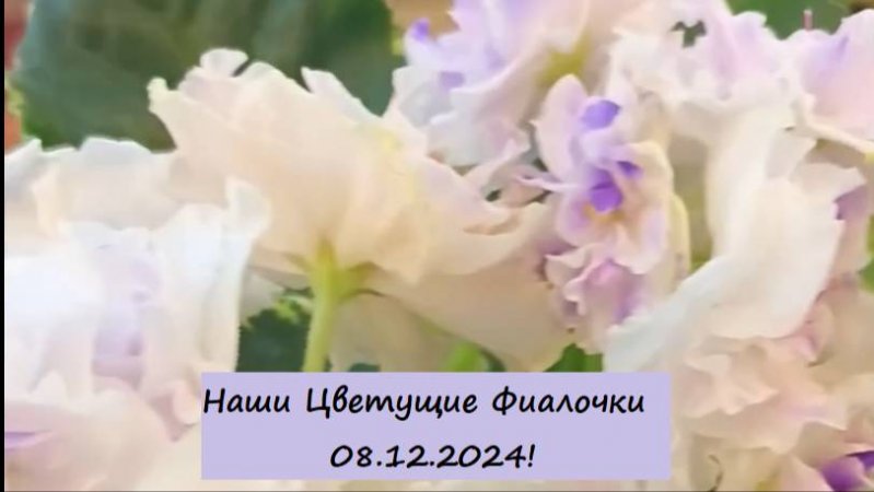 Наши Цветущие Фиалочки 08.12.2024! Для заказа пишите WhatsApp 89101614167 Автор музыки - TeknoAXE!