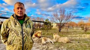 СРОЧНО! Завтра в Тайгане выездное заседание Совета Министров Крыма! А львы в саванне!