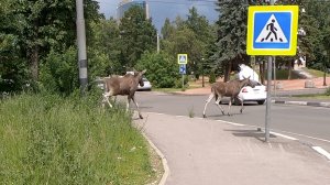 Лоси в городе