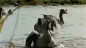 кыр казлары артыннан...