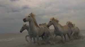 Тот который не стрелял