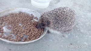 Очень жадный ёжик