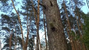 Как ловили белку!