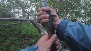 Кумжа на диком озере!!!