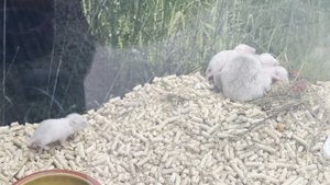 VLOG.Хочу хомяка. Выпрашиваем у мамы. Новорожденные  хомяки