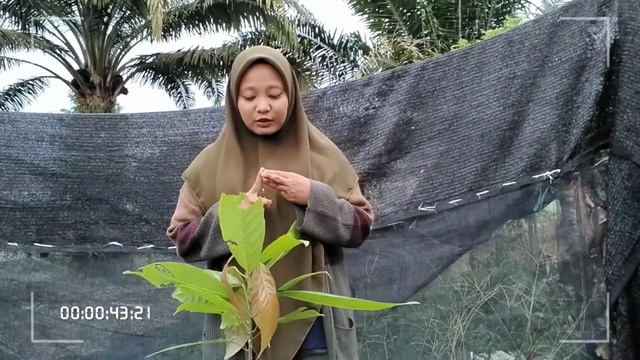 PEMBIBITAN KAKAO: CARA PERBANYAKAN DAN KRITERIA BIBIT YANG BERPRODUKSI TINGGI