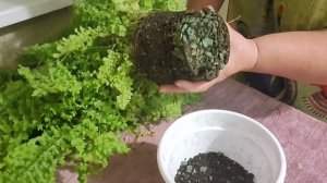 Папоротник Дассада. 22.11.2024