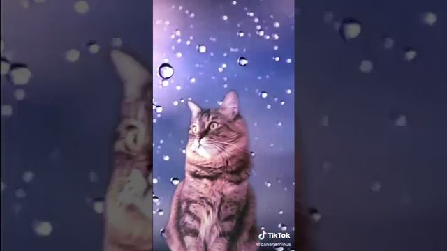 Кошка поёт песню Смузи смотреть онлайн