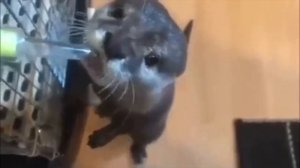 КТО ЗАСМЕЁТСЯ ИЛИ УЛЫБНЕТСЯ ТОТ ПРОИГРАЛ! ПОДБОРКА ЗА ДЕКАБРЬ! ТЕСТ НА ПСИХИКУ!