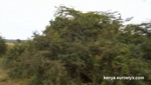 Сафари, Найроби: птица с синей грудкой (Safari, Nairobi: bird with blue breast)