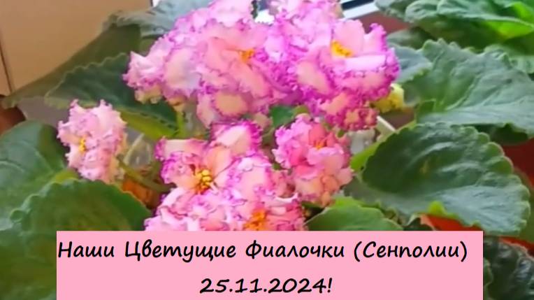 Наши Цветущие Фиалочки (Сенполии) 25.11.2024! Для заказа пишите WhatsApp 89101614167 Автор музыки -