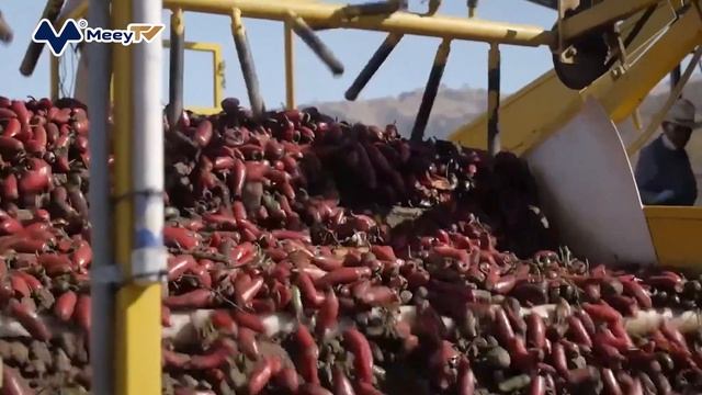 SRIRACHA TẠM NGỪNG BÁN TƯƠNG ỚT VÌ THIẾU... ỚT смотреть онлайн