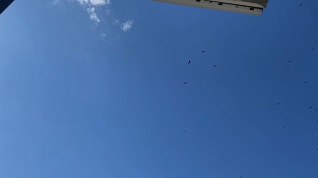 Март в Батуми| орлы, дельфины, спасение пчелы, тихие дни смотреть онлайн