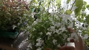 Рассада цветёт на стеллаже.Обзор.