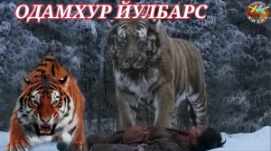 Одамхур Йулбарс хакида