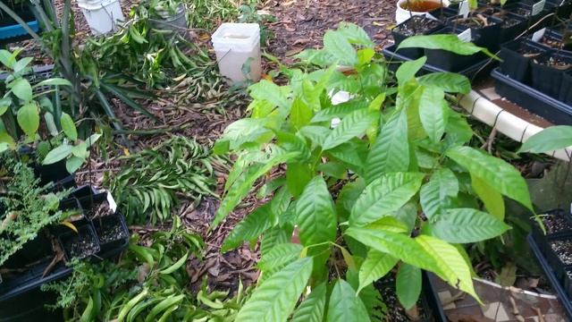 Growing Cacao in South Florida смотреть онлайн