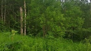 Лето в горном лесу.