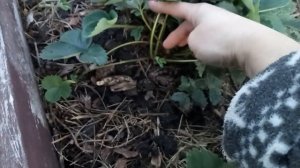 УХОД ЗА КЛУБНИКОЙ ОСЕНЬЮ. ПОДГОТОВКА К ЗИМЕ! ПОЛЕЗНЫЕ И ВАЖНЫЕ СОВЕТЫ!