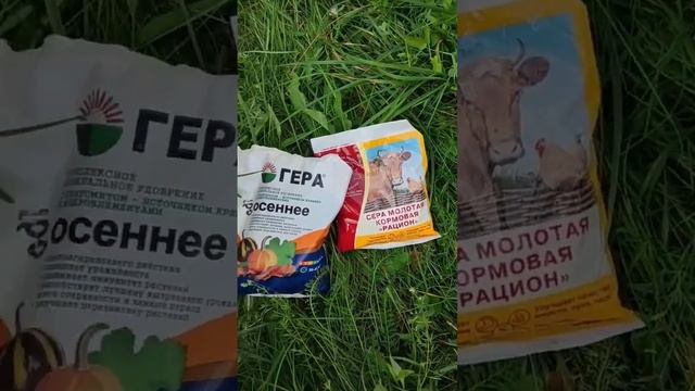 Мульчирование из подручных средств #метельчатыегортензии #питомникрастений
