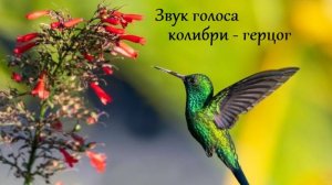 Звук голоса колибри - герцог. Звуки природы