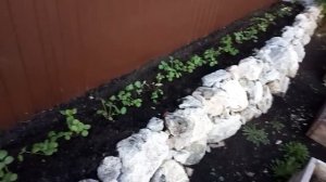 Посадка клубники, подкормка для обильного урожая!