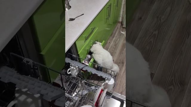 Кот - беляш смотреть онлайн