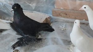 9.01.2025 г Персы Дмитрий ч. 1