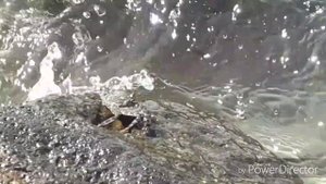 Видео охота на крабов 🦀🙄 videohunting for crabs)
