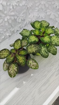 Фиалки Hand Picked и Trinket Terrific