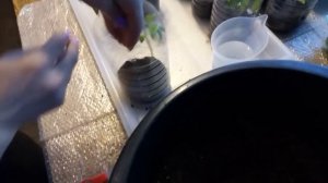 Чтобы не вытягивались высокорослые томаты-пикирую петлёй!