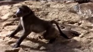 Пьяное дерево