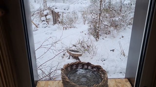 Настораживающий прогноз, операция "Антиснег" и кот с поцарапанным носом смотреть онлайн