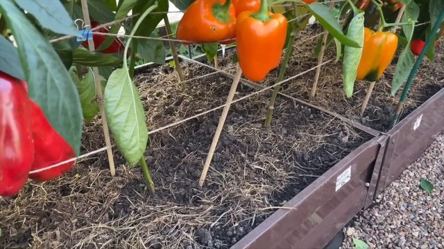 ПЕРЕЦ СОЗРЕВАЕТ ОЧЕНЬ БЫСТРО! Покажу что делать