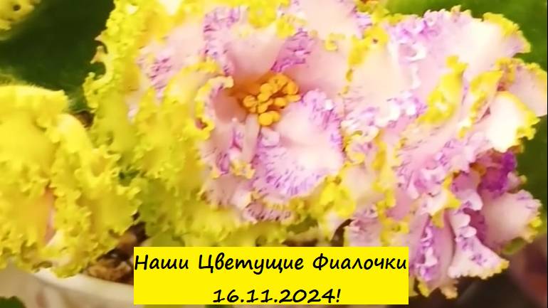 Наши Цветущие Фиалочки 16.11.2024! Для заказа пишите WhatsApp 89101614167 Автор музыки - TeknoAXE!