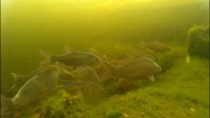 Подводный релакс моего дачного пруда. . 5 минут  красоты!